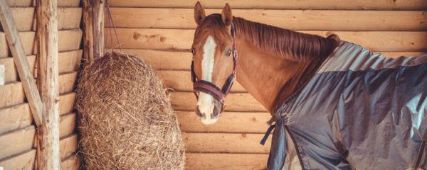 couvrir un cheval